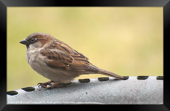 british sparrow Framed Print by Lloyd Fudge