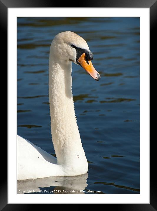 adult swan on the water Framed Mounted Print by Lloyd Fudge