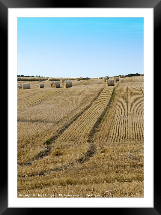 Bailed hay in field Framed Mounted Print by Lloyd Fudge