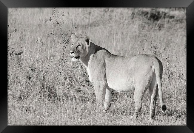 lioness in the masi mari Framed Print by Lloyd Fudge