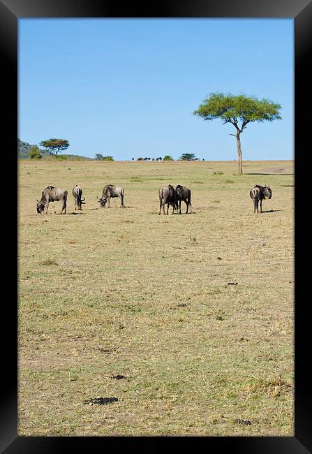 wildebeest on the masi mari Framed Print by Lloyd Fudge