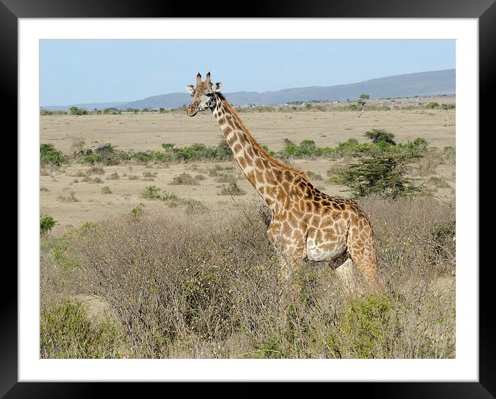 giraffe in the bush in the masi mari Framed Mounted Print by Lloyd Fudge