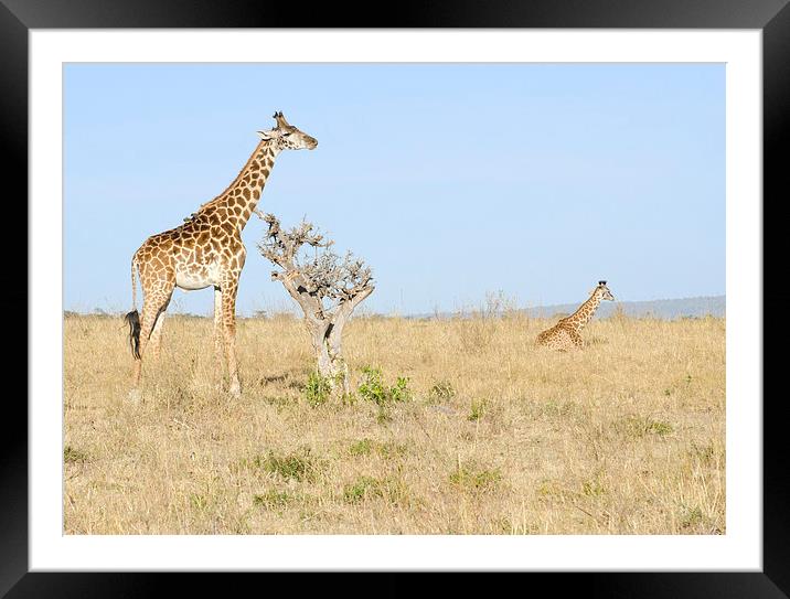 two giraffes on the grasslands of africa Framed Mounted Print by Lloyd Fudge