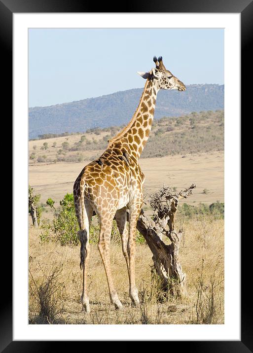 giraffe in kenya Framed Mounted Print by Lloyd Fudge