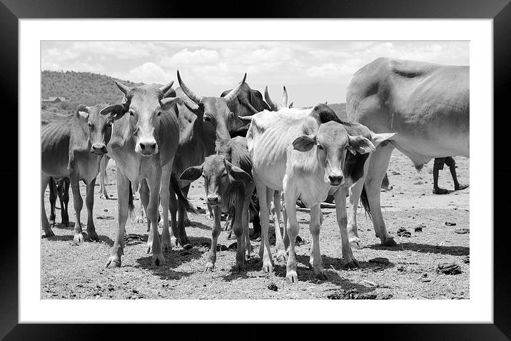 Cows in africa Framed Mounted Print by Lloyd Fudge