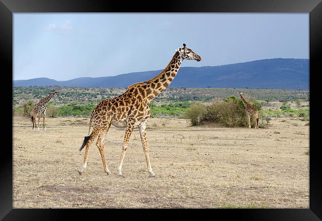 Wild female adult giraffe Framed Print by Lloyd Fudge