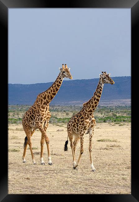 male and female giraffes Framed Print by Lloyd Fudge