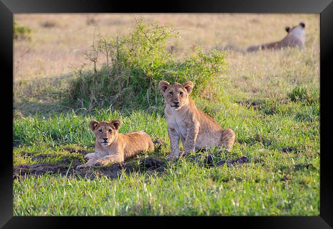 Two lion cubs at small watering hole Framed Print by Lloyd Fudge
