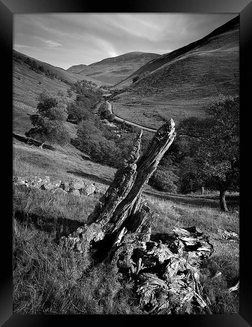 Tree stump, Glen Tilt Framed Print by David Brown