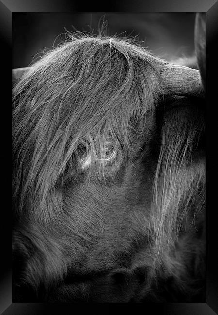 Highland Cattle V3 Framed Print by David Brown