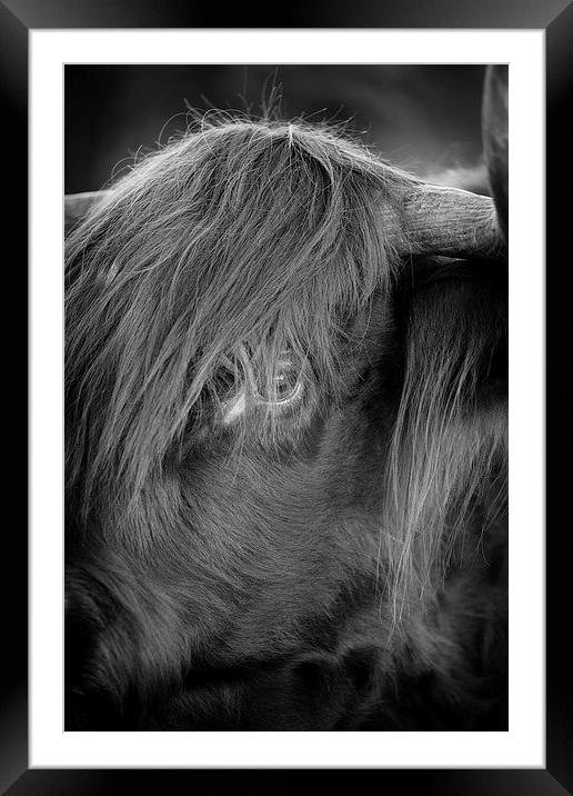Highland Cattle V3 Framed Mounted Print by David Brown