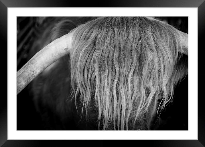 Highland Cattle V6 Framed Mounted Print by David Brown