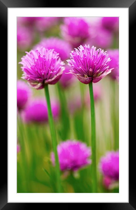 Double Chives Framed Mounted Print by David Brown