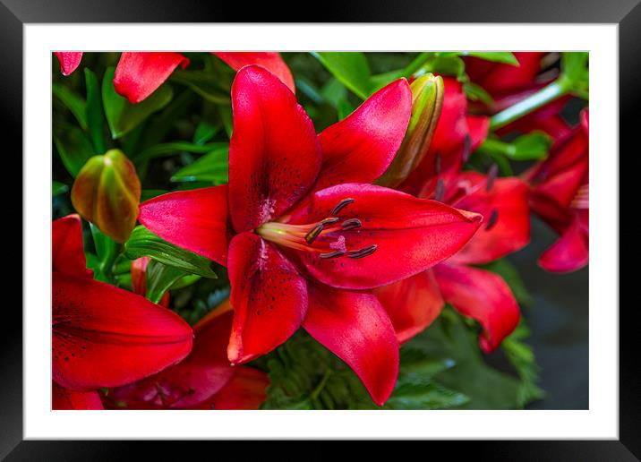 Fire Lilly Framed Mounted Print by Steven Purcell