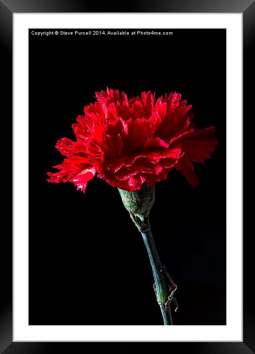 Red Carnation Framed Mounted Print by Steven Purcell