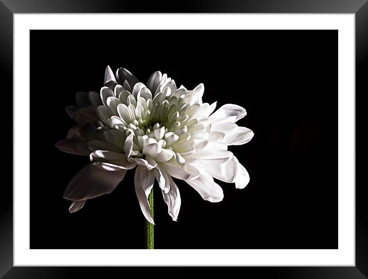 Chrysanthemum Framed Mounted Print by Steven Purcell