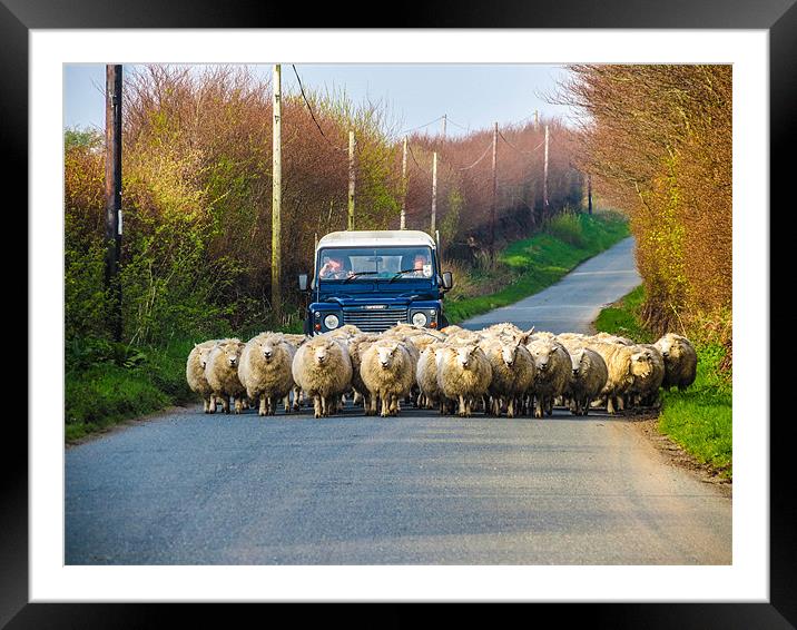 Exmoor Sheep Herding Framed Mounted Print by Dave Webb