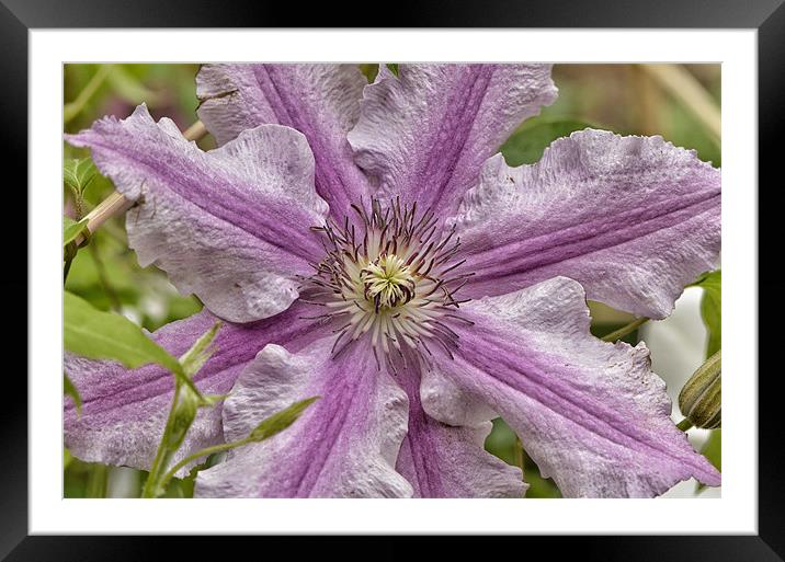 Clematis Framed Mounted Print by Mike Jennings