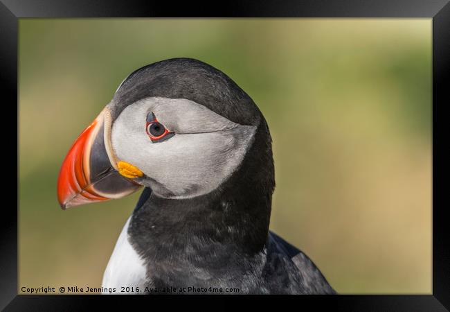 Portrait of a Puffin Framed Print by Mike Jennings
