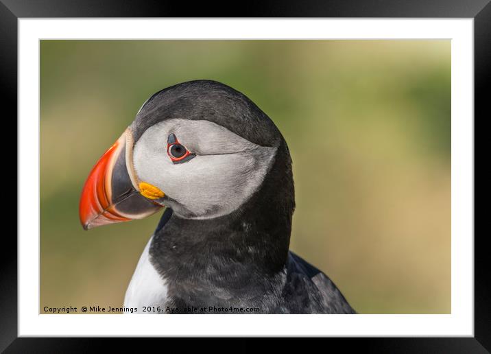 Portrait of a Puffin Framed Mounted Print by Mike Jennings