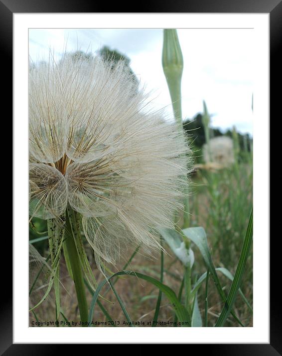 Double Dandelion Framed Mounted Print by Pics by Jody Adams