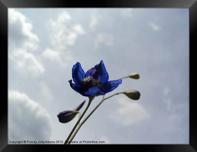 Blue to the Sky Framed Print by Pics by Jody Adams