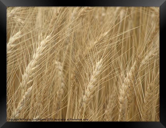 Wheat Field Framed Print by Pics by Jody Adams