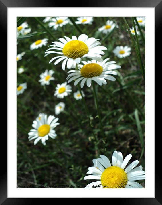 The Shasta Daisies Framed Mounted Print by Pics by Jody Adams