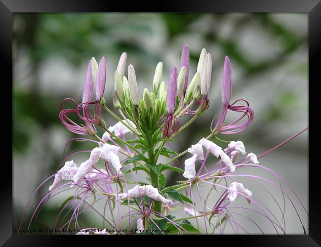 Lavender Spider Lilly Framed Print by Pics by Jody Adams