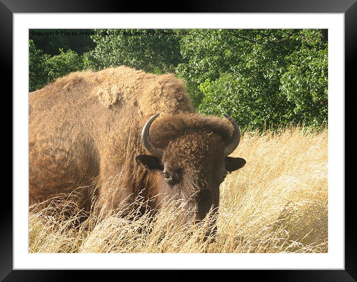 Large Buffalo Framed Mounted Print by Pics by Jody Adams