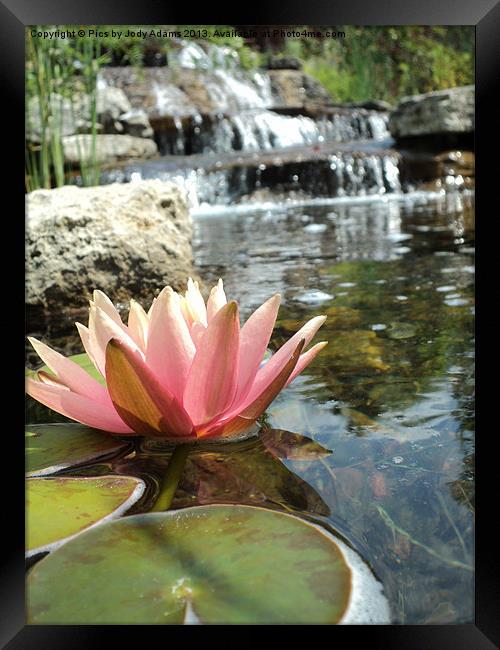 Pink Waterlily and the falls Framed Print by Pics by Jody Adams