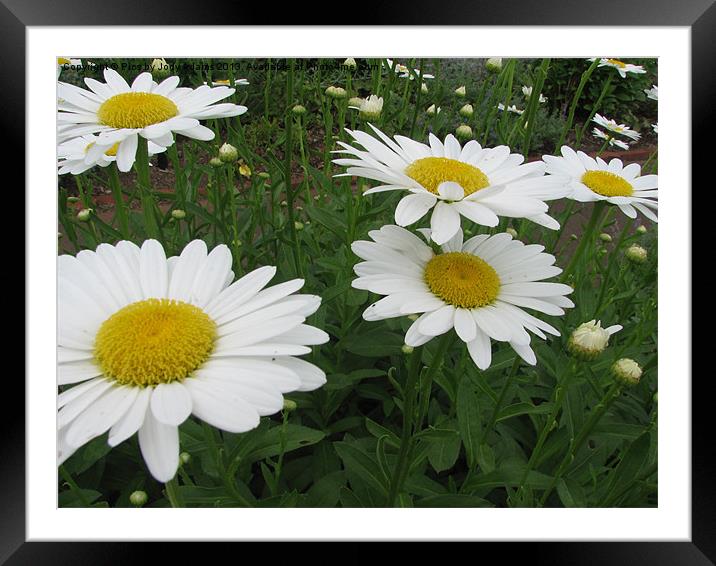 So many Daisies Framed Mounted Print by Pics by Jody Adams