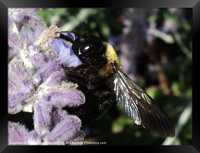 Bee Framed Print by Pics by Jody Adams