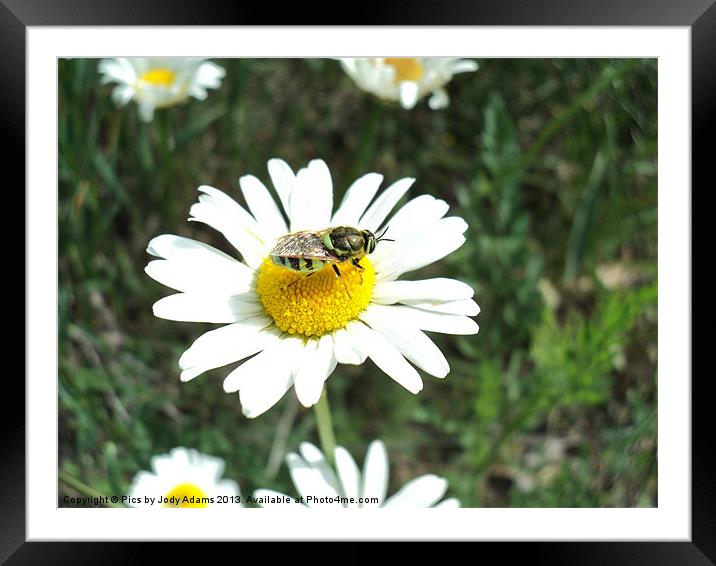 Bee landed on the Daisy Framed Mounted Print by Pics by Jody Adams