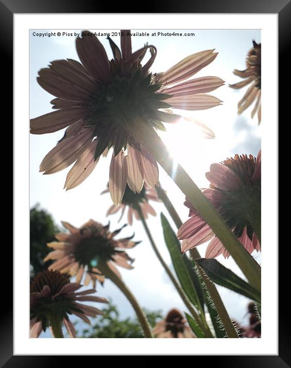 Cornflowers to the Sky Framed Mounted Print by Pics by Jody Adams