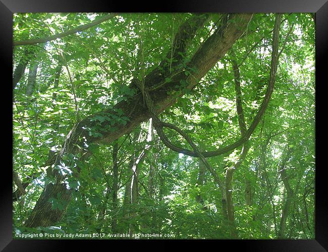 Vines in the Tree Framed Print by Pics by Jody Adams