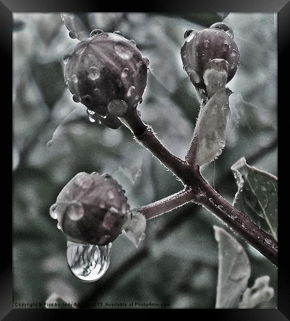 Raindrops on the Bud Framed Print by Pics by Jody Adams