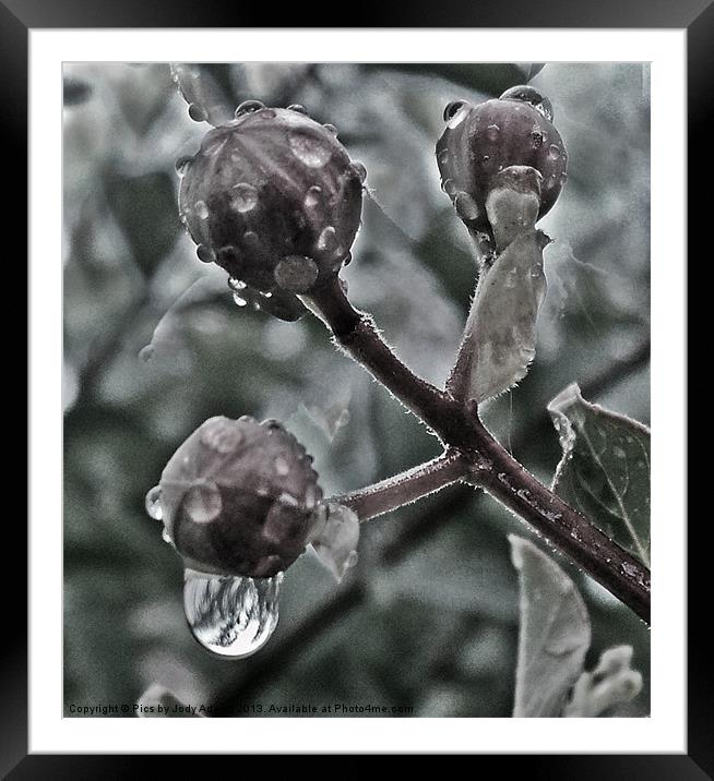 Raindrops on the Bud Framed Mounted Print by Pics by Jody Adams