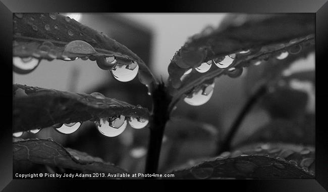 BW Raindrops Framed Print by Pics by Jody Adams