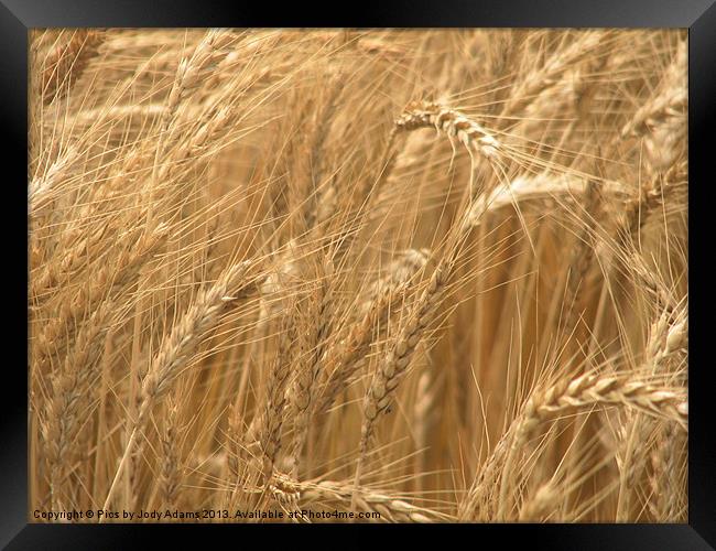Wheat Fields Framed Print by Pics by Jody Adams