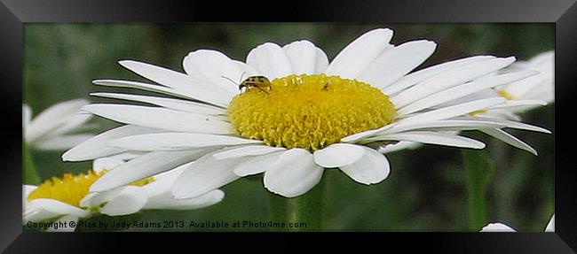 The Petals of the Daisy Framed Print by Pics by Jody Adams