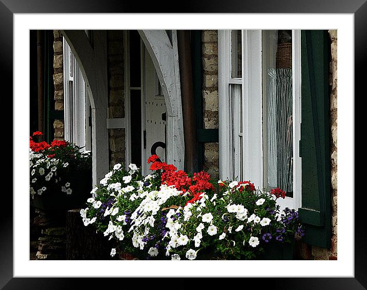 Petunias in the Window Box Framed Mounted Print by Pics by Jody Adams