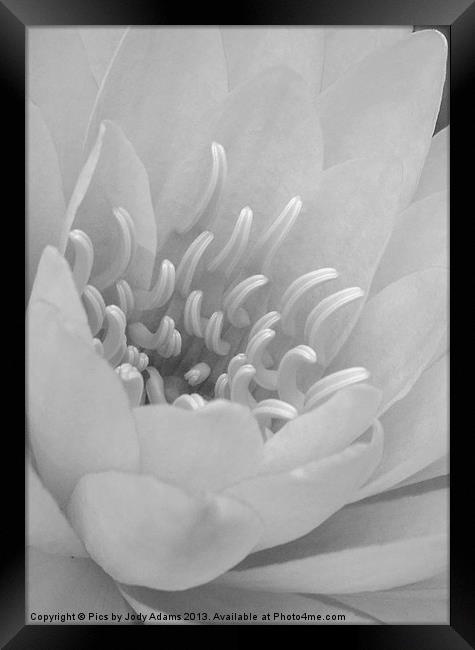 Grey waterlily Framed Print by Pics by Jody Adams