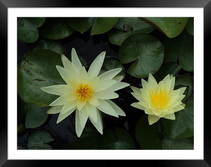 Two White Yellow Lillys Framed Mounted Print by Pics by Jody Adams