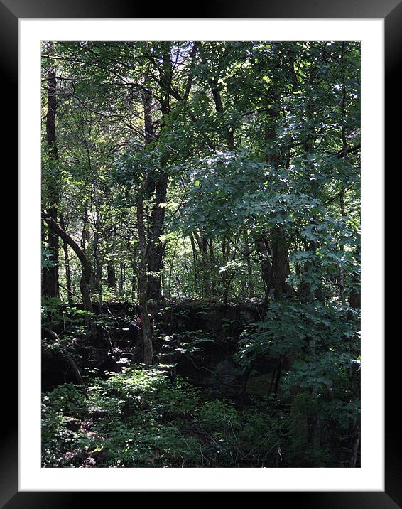Trees Framed Mounted Print by Pics by Jody Adams