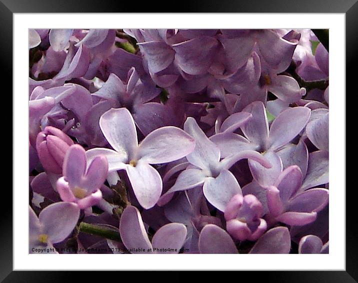 Lilacs Framed Mounted Print by Pics by Jody Adams