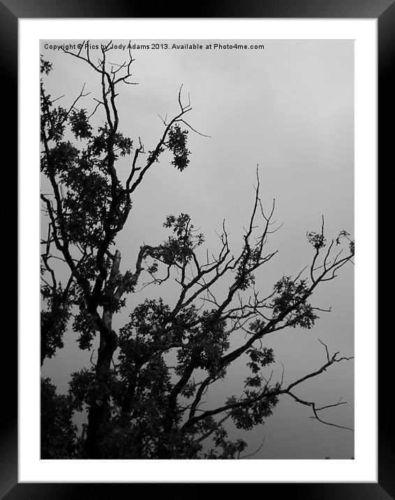 Oak Tree Framed Mounted Print by Pics by Jody Adams