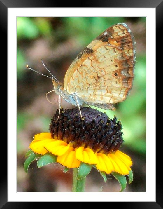 Posing Framed Mounted Print by Pics by Jody Adams