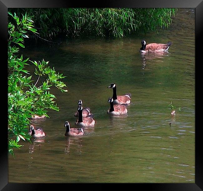 Geese Swimming Framed Print by Pics by Jody Adams