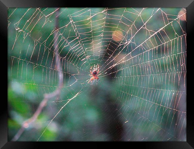 Spider and Web Framed Print by Pics by Jody Adams